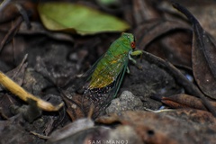 Chremistica ochracea