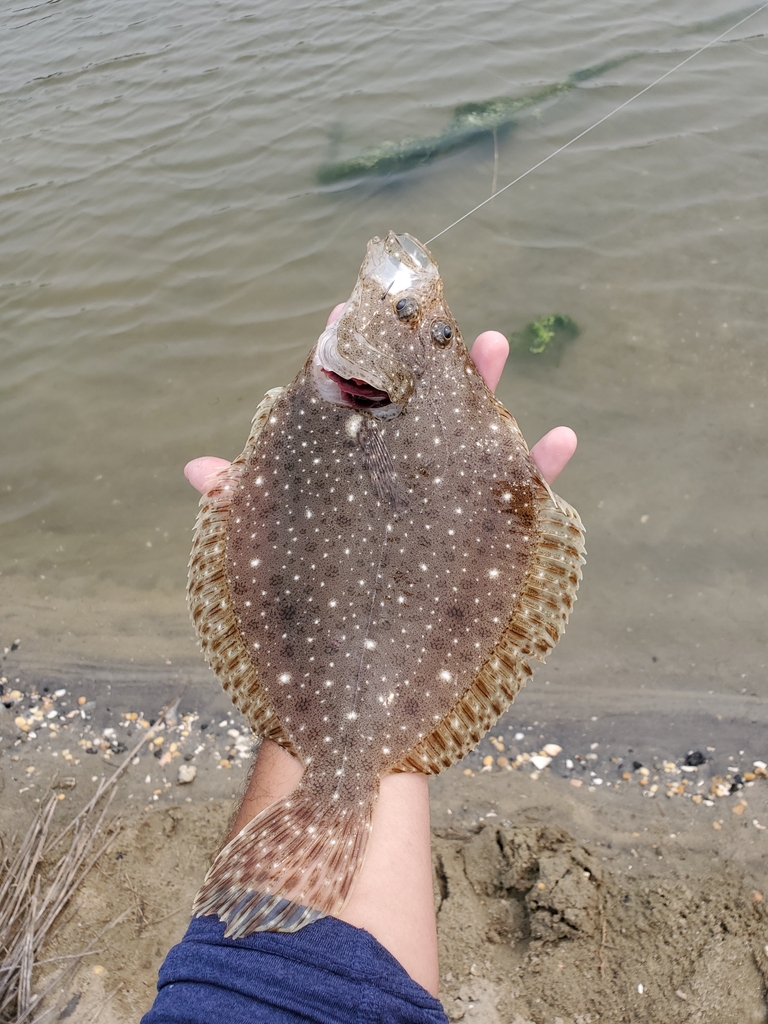 Windowpane Flounder from Spring Lake, NJ 07762, USA on June 8, 2023 at