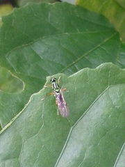 Raphiocera armata