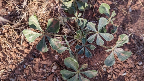skunktop (Pediomelum mephiticum)