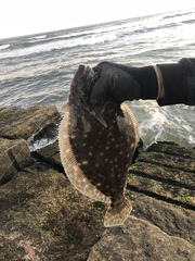 Paralichthys lethostigma