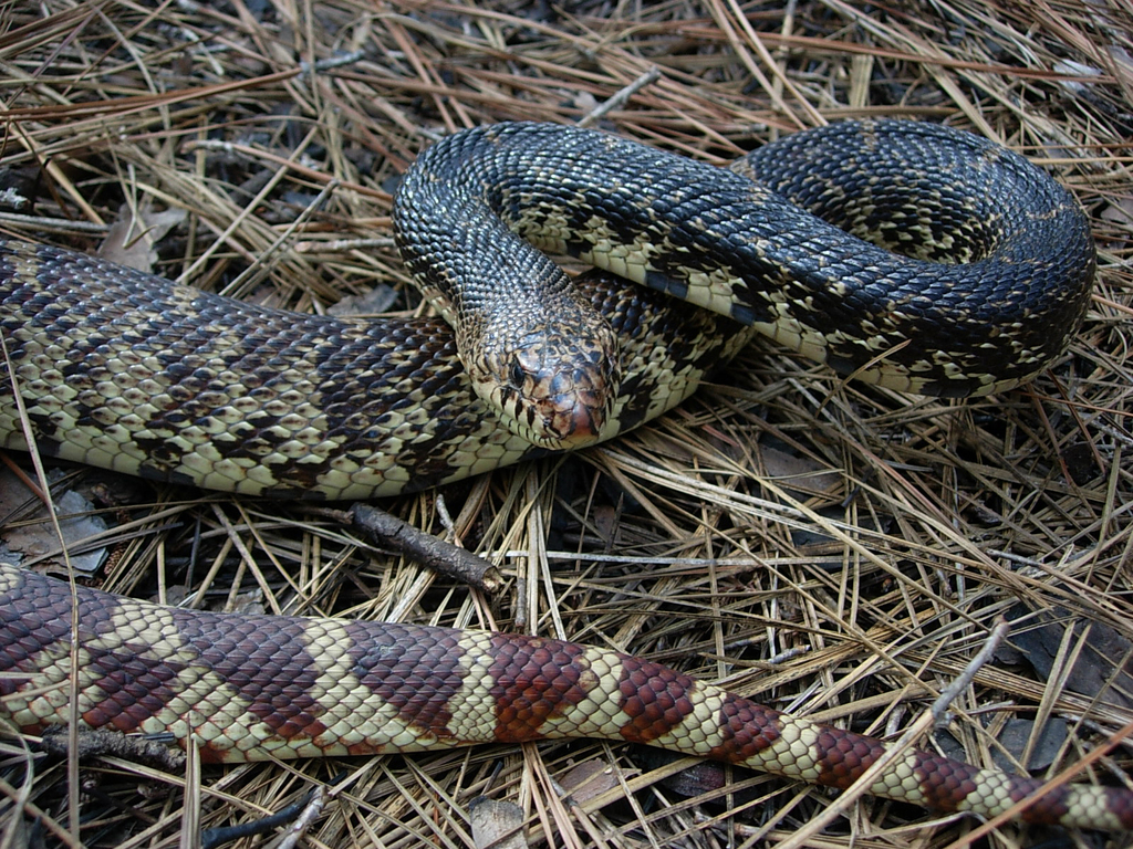 Louisiana Pine Snake