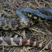 Louisiana Pinesnake - Photo (c) scottwahlberg, some rights reserved (CC BY-NC), uploaded by scottwahlberg