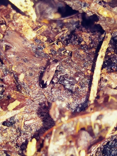 Notiophilus novemstriatus photo 4