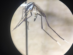 Psorophora longipalpus