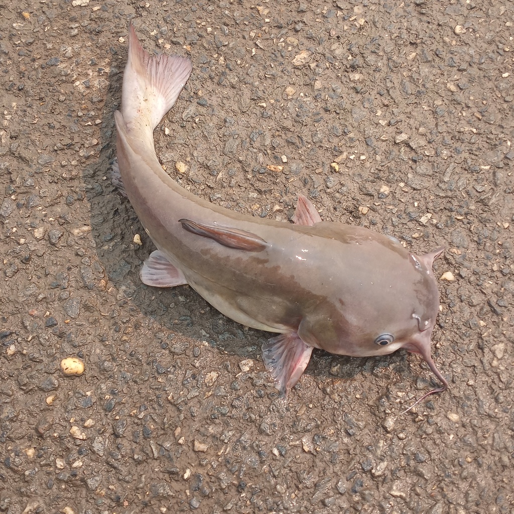 White Catfish from Talbot County, MD, USA on June 8, 2023 at 03:06 PM ...