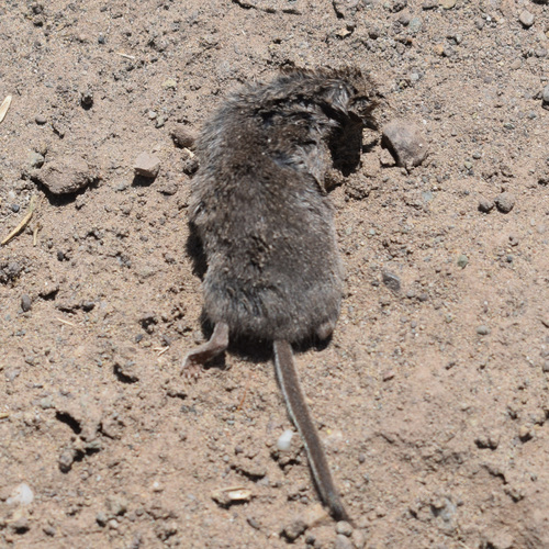 Ornate Shrew