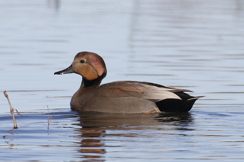 taxonomy_inaturalist image for Anas strepera