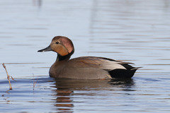 Anas acuta × Mareca strepera