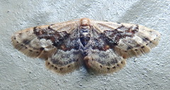 Idaea occidentaria