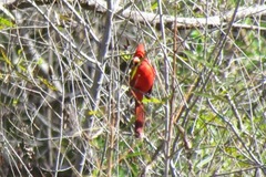 Cardinalis cardinalis superbus