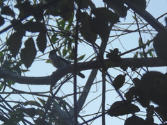 Laniarius bicolor image