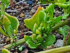 Patellifolia procumbens image