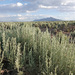 Big Sagebrush - Photo (c) Jim Boone, some rights reserved (CC BY-NC), uploaded by Jim Boone