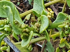 Patellifolia procumbens image