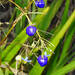 Dianella odorata - Photo (c) Andrew Parker, some rights reserved (CC BY-NC), uploaded by Andrew Parker