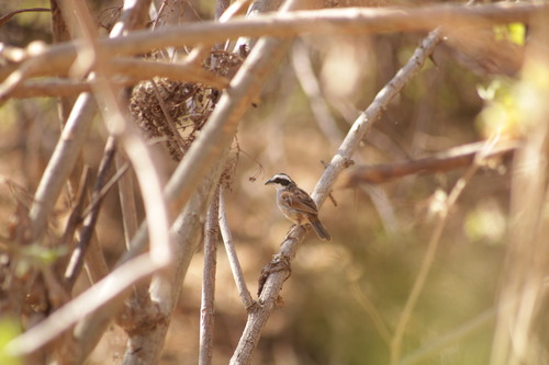 Stripe-headed Sparrow (Peucaea ruficauda)