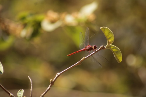 Carmine Skimmer (Orthemis discolor)