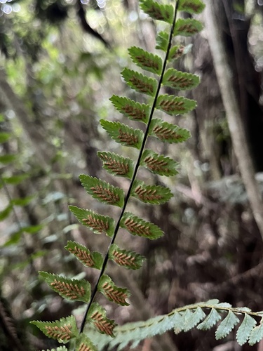 Asplenium harpeodes