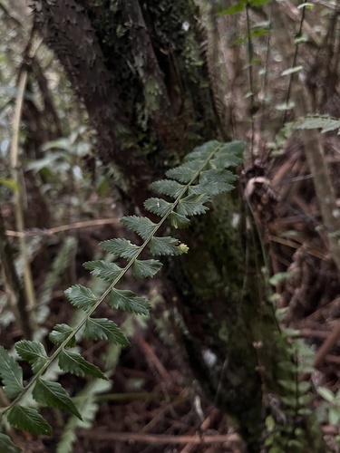Asplenium harpeodes, photograph 2