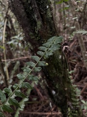 Asplenium harpeodes, photograph (c) Nicolás Baresch Uribe, some rights reserved (CC BY)