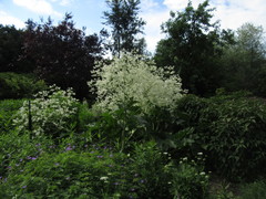 Crambe cordifolia