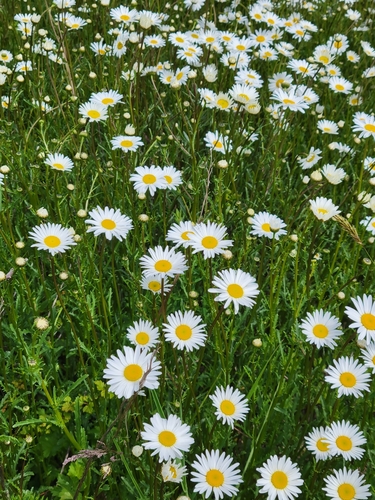Leucanthemum vulgare