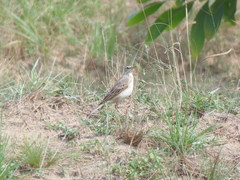 Anthus pallidiventris