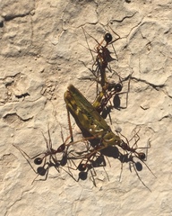 Bootettix argentatus