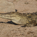 Nile Crocodile - Photo (c) Stephen Temple, some rights reserved (CC BY-SA)