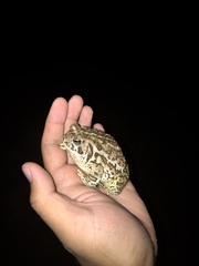 Anaxyrus woodhousii