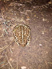 Anaxyrus woodhousii