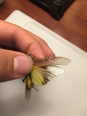 Circotettix crotalum