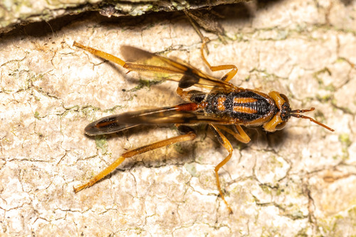 Ibalia anceps Say, 1824