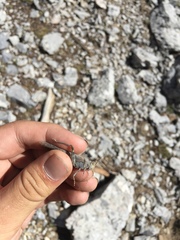 Circotettix crotalum