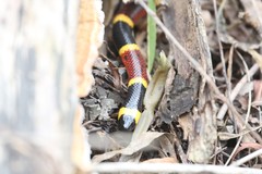 Micrurus tener tener