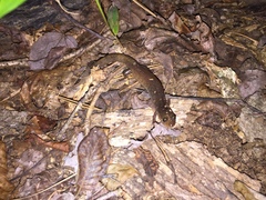 Desmognathus brimleyorum