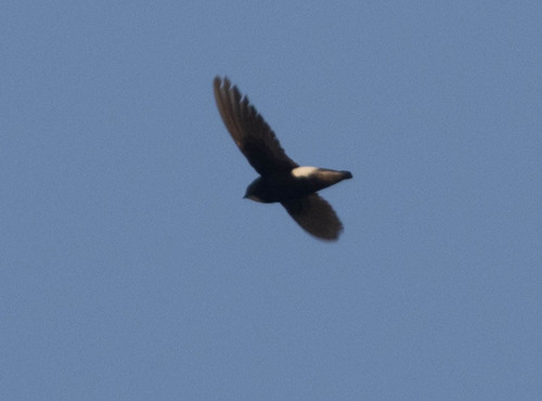 Vencejo moro (Apus affinis)