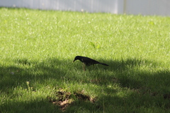 Quiscalus quiscula versicolor