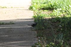 Quiscalus quiscula versicolor