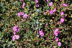 Ruschia langebaanensis