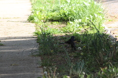 Quiscalus quiscula versicolor