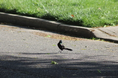 Quiscalus quiscula versicolor