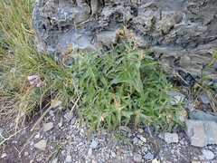 Penstemon lyallii