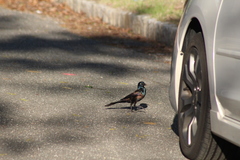 Quiscalus quiscula versicolor