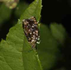 Olethreutes albiciliana