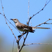 Western Mockingbird - Photo (c) Blake Matheson, some rights reserved (CC BY-NC)