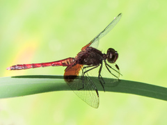 Erythrodiplax fervida