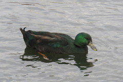 Anas platyrhynchos domesticus