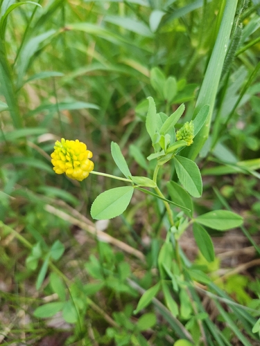 Trifolium aureum iNat (3)